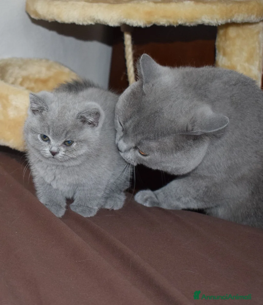 British gatti in vendita: BRITISH Shorthair BLU - Annuncio 1
