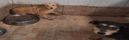 Meticcio cani in regalo: Penny e Licia in canile - Annuncio 4