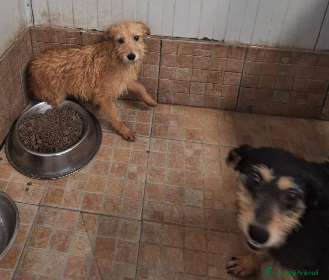 Meticcio cani in regalo: Penny e Licia in canile - Annuncio 4