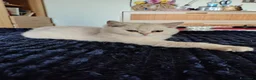 British gatti in vendita: Maschietto British shorthair  - Annuncio 9