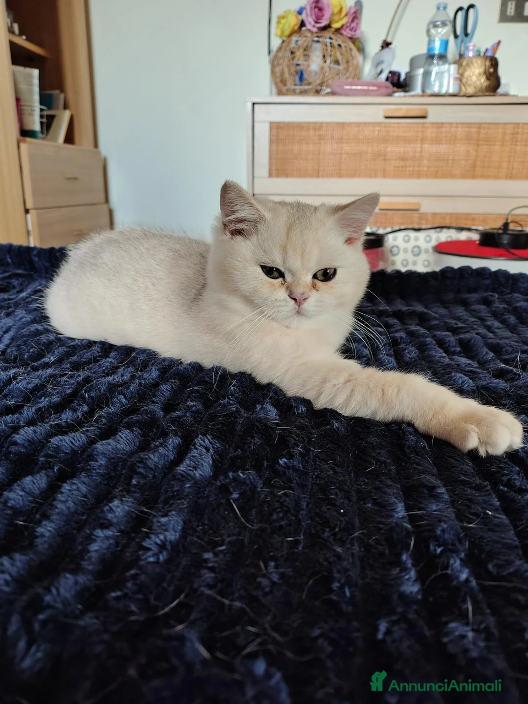 British gatti in vendita: Maschietto British shorthair  - Annuncio 9