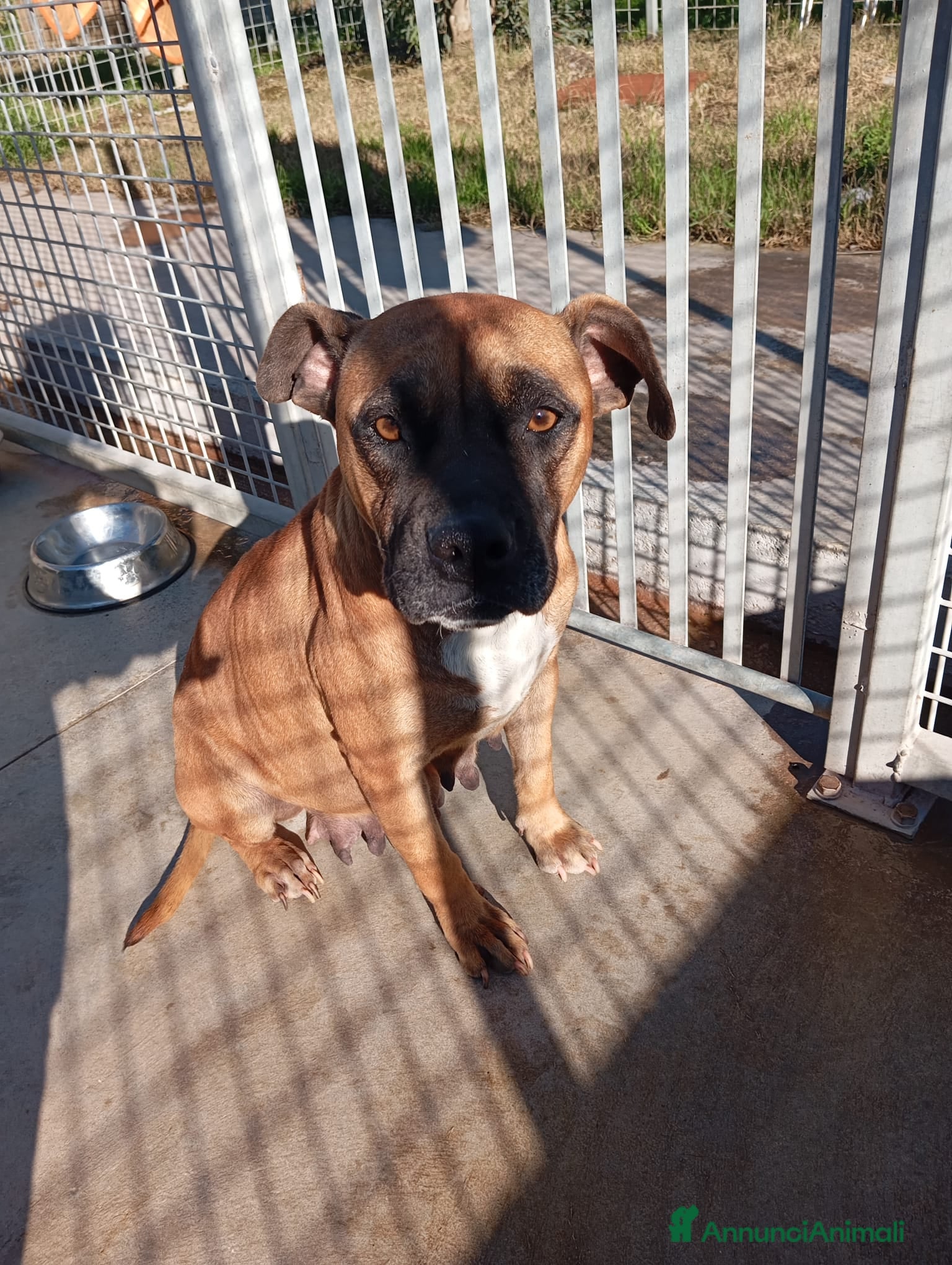 Meticcio cani Zoe, mix pittbull/boxer!  - Annuncio 23