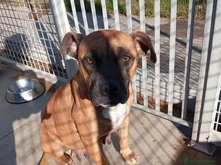 Meticcio cani Zoe, mix pittbull/boxer! - Annuncio 23