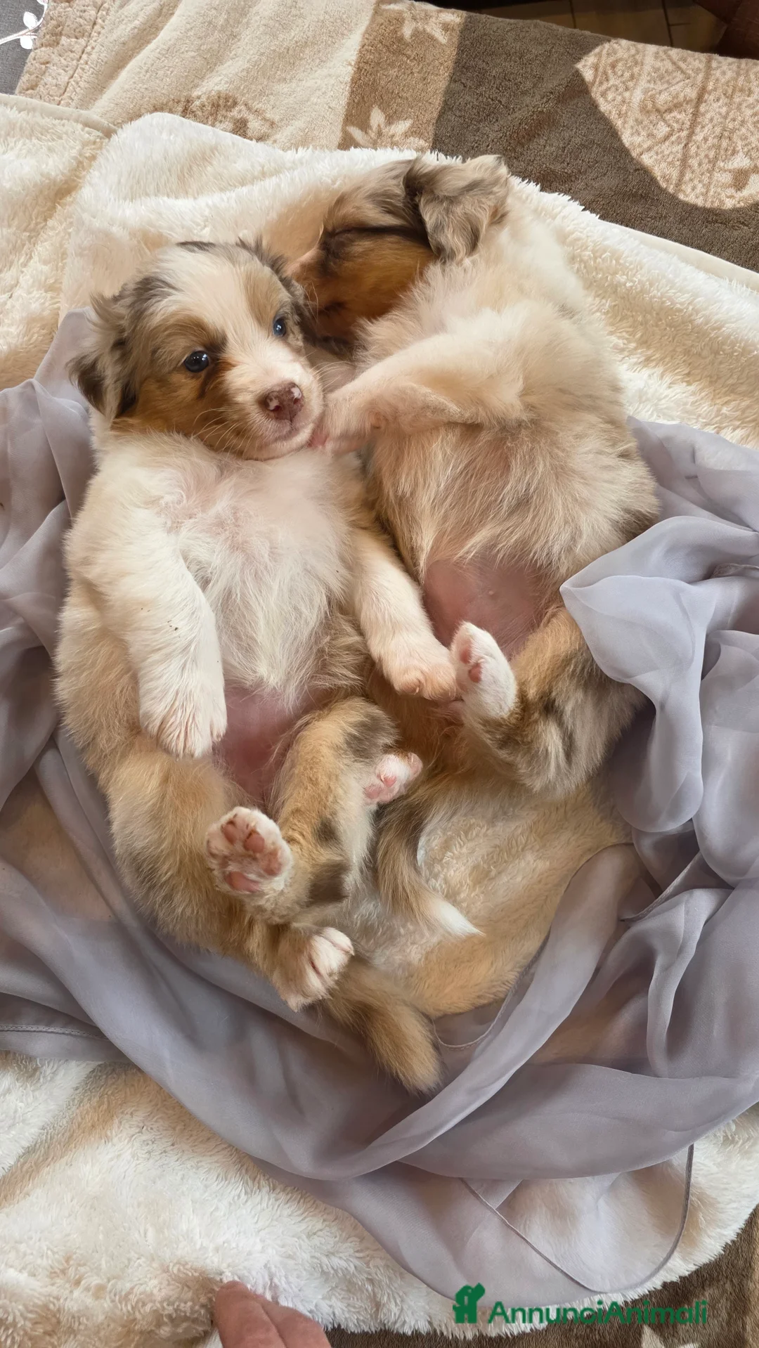 Australian Shepherd cani in vendita: Pastore Australiano red merle, pedigree ENCI - Annuncio 6