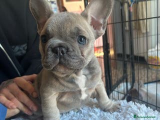 Bulldog Francese cani Bulldog Francese Blue - Annuncio 6