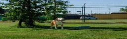Meticcio cani in regalo: ARISTIDE - Annuncio 3
