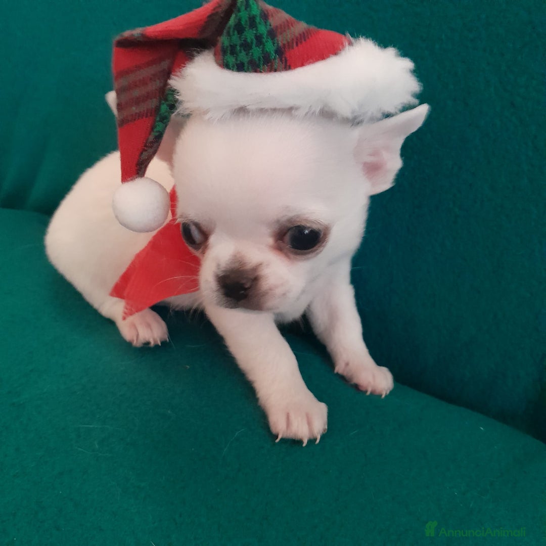 Chihuahua cani in vendita: Meravigliosi cuccioli di chihuahua bianchi - Annuncio 5