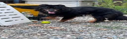Meticcio cani in regalo: DICK  - Annuncio 2