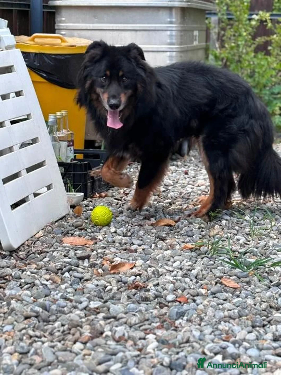 Meticcio cani in regalo: DICK  - Annuncio 2