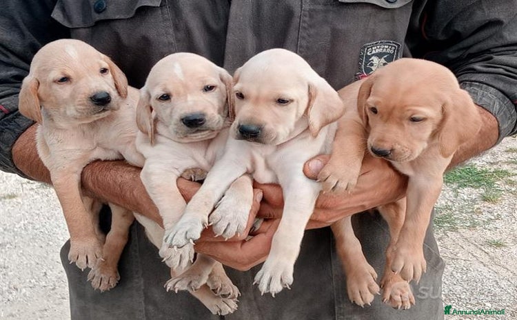 Segugio Maremmano cani - Annuncio 1