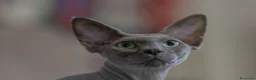 Sphynx gatti in vendita: Gatto sphynx in salute a Città Metropolitana di Bologna - Annuncio 3