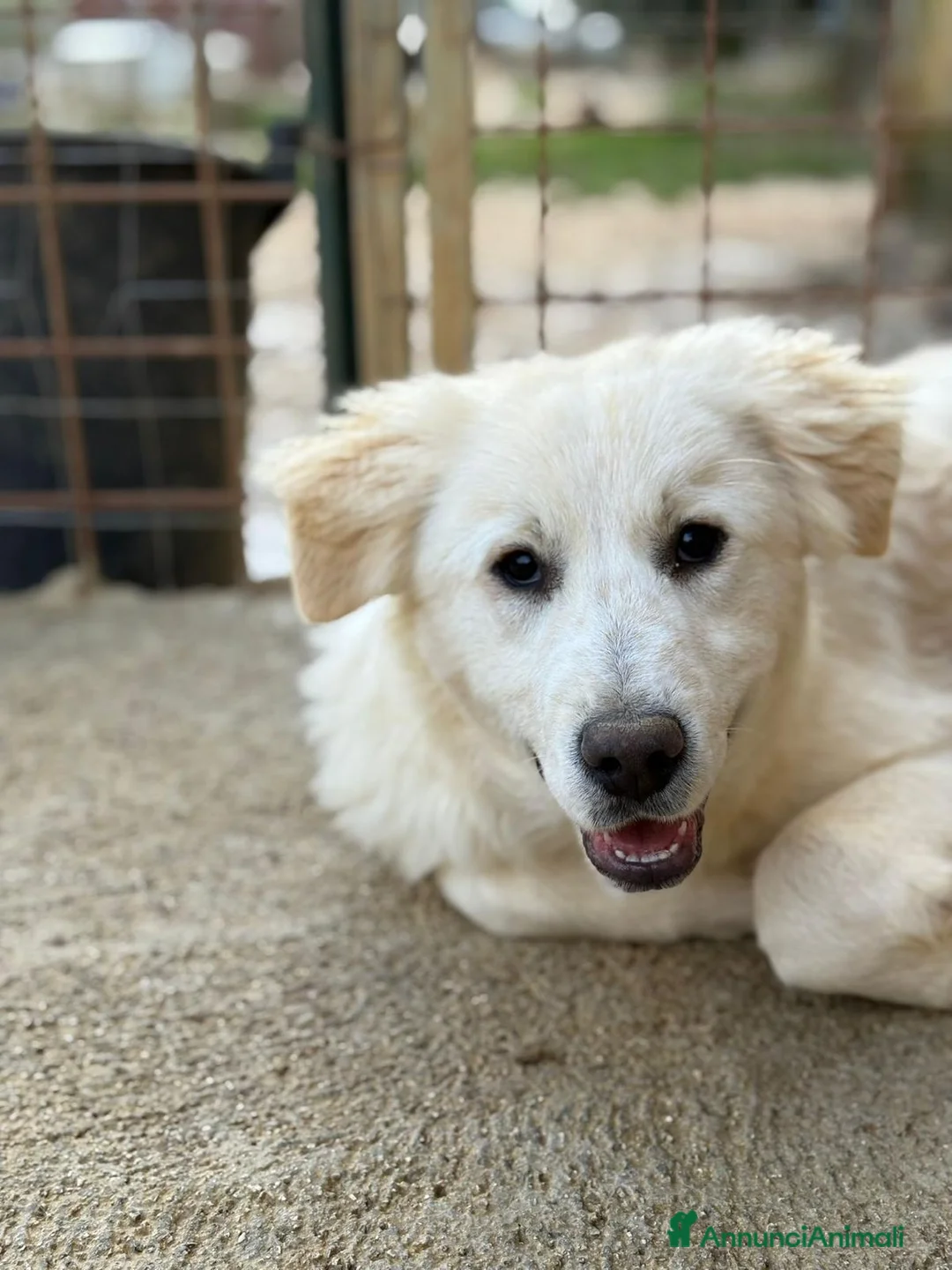 Meticcio cani in regalo: ADOR, AKON, ABEL E ALFIE,  - Annuncio 5
