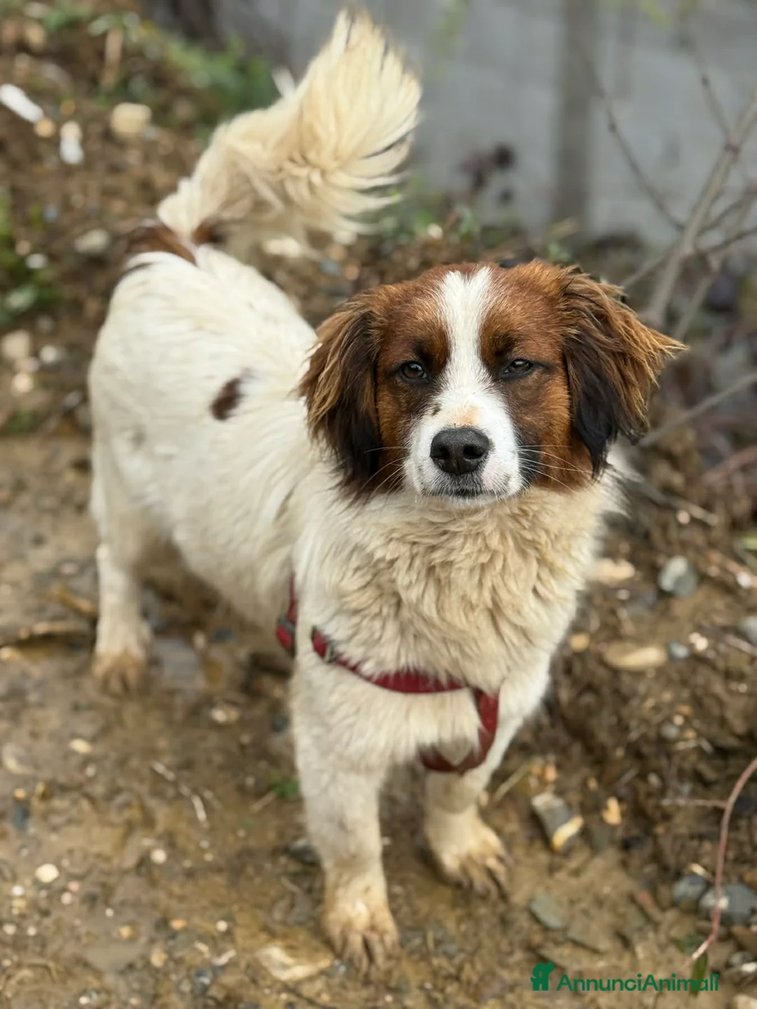 Meticcio cani in regalo: OLAF, cucciolone tenerone! TG PICCOLA - Annuncio 2