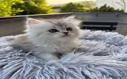 Persiano gatti in vendita: Gattini persiani Chinchilla e Himalayani  a Provincia di Ravenna - Immagine 11