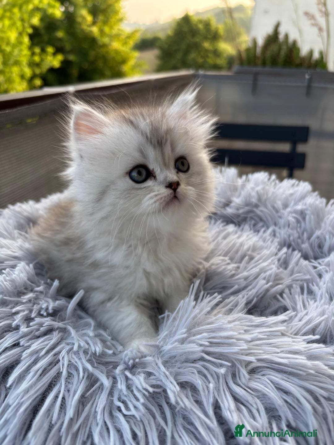 Persiano gatti in vendita: Gattini persiani Chinchilla e Himalayani  a Provincia di Ravenna - Immagine 11