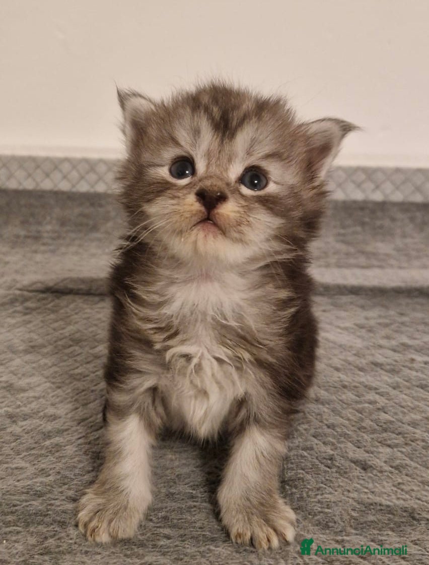Maine Coon gatti Maine Coon  - Annuncio 7