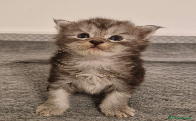 Maine Coon gatti - Annuncio 3