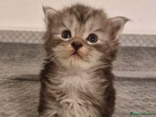 Maine Coon gatti Maine Coon - Annuncio 6