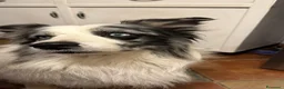 Border Collie cani per accoppiamento: Border Collie Blue Merle per monta - Annuncio 2
