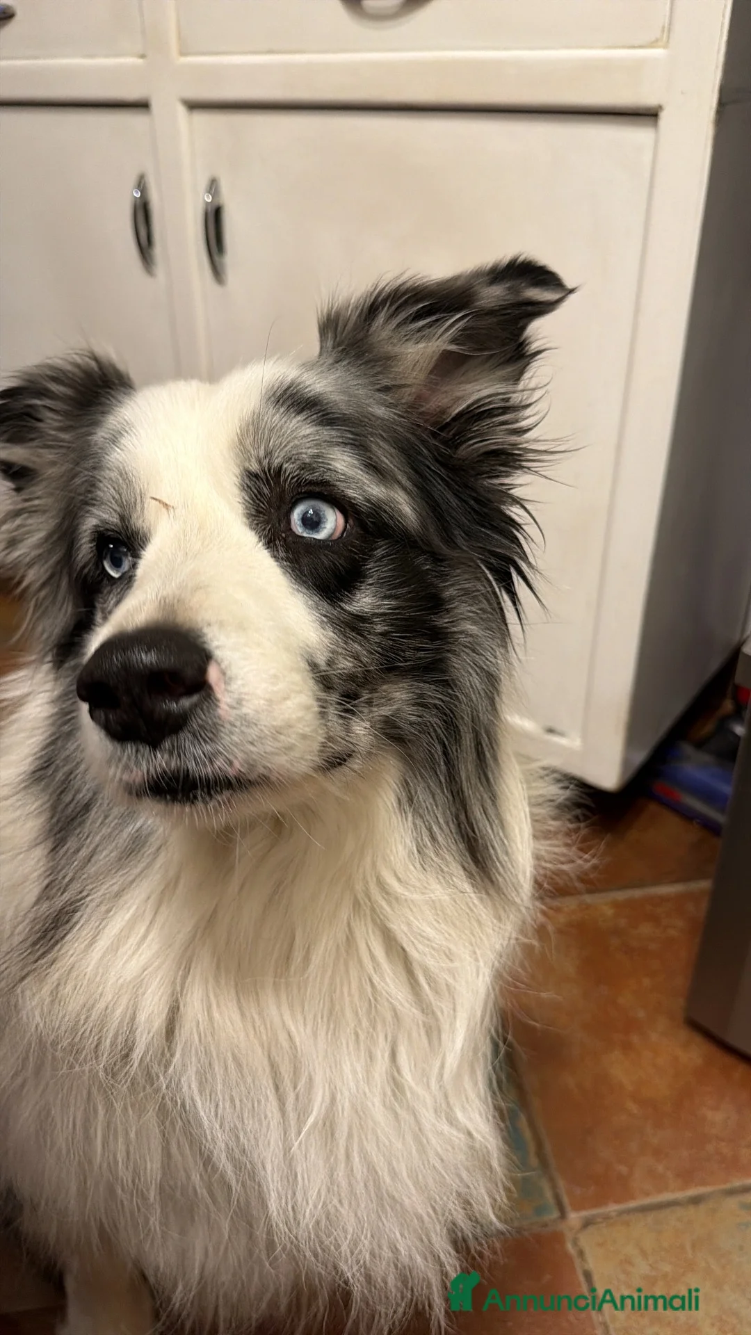 Border Collie cani per accoppiamento: Border Collie Blue Merle per monta - Annuncio 2