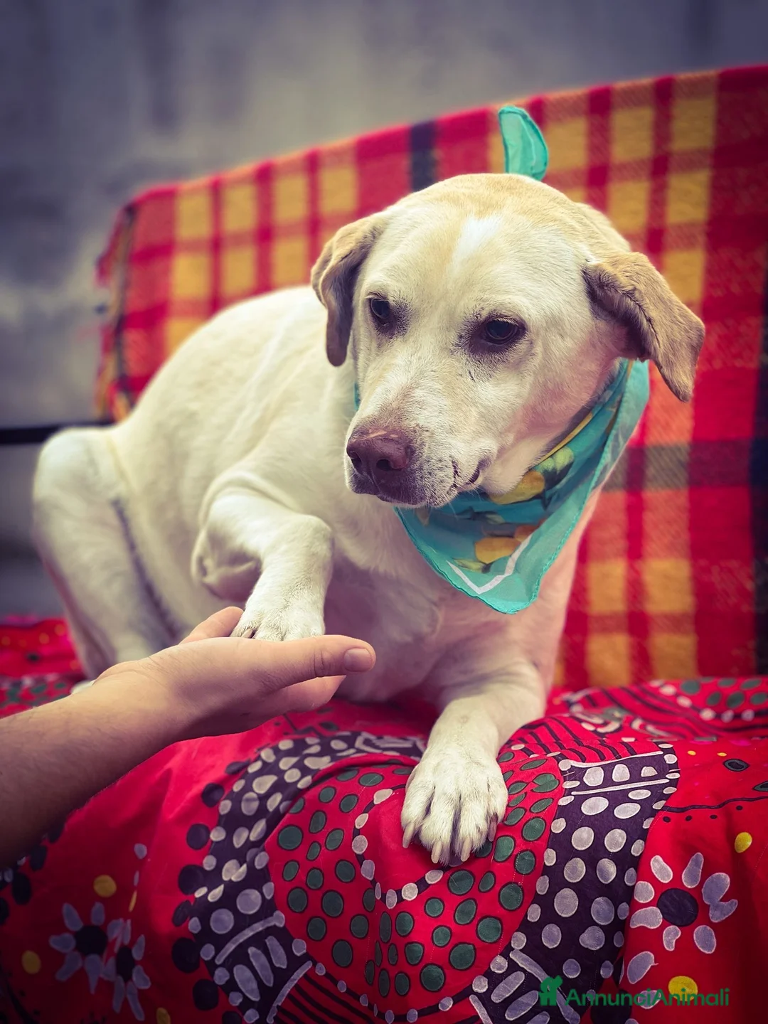 Meticcio cani in regalo: ASOZ.DEL CUORE:divenuto cieco in canile ora triste - Annuncio 3