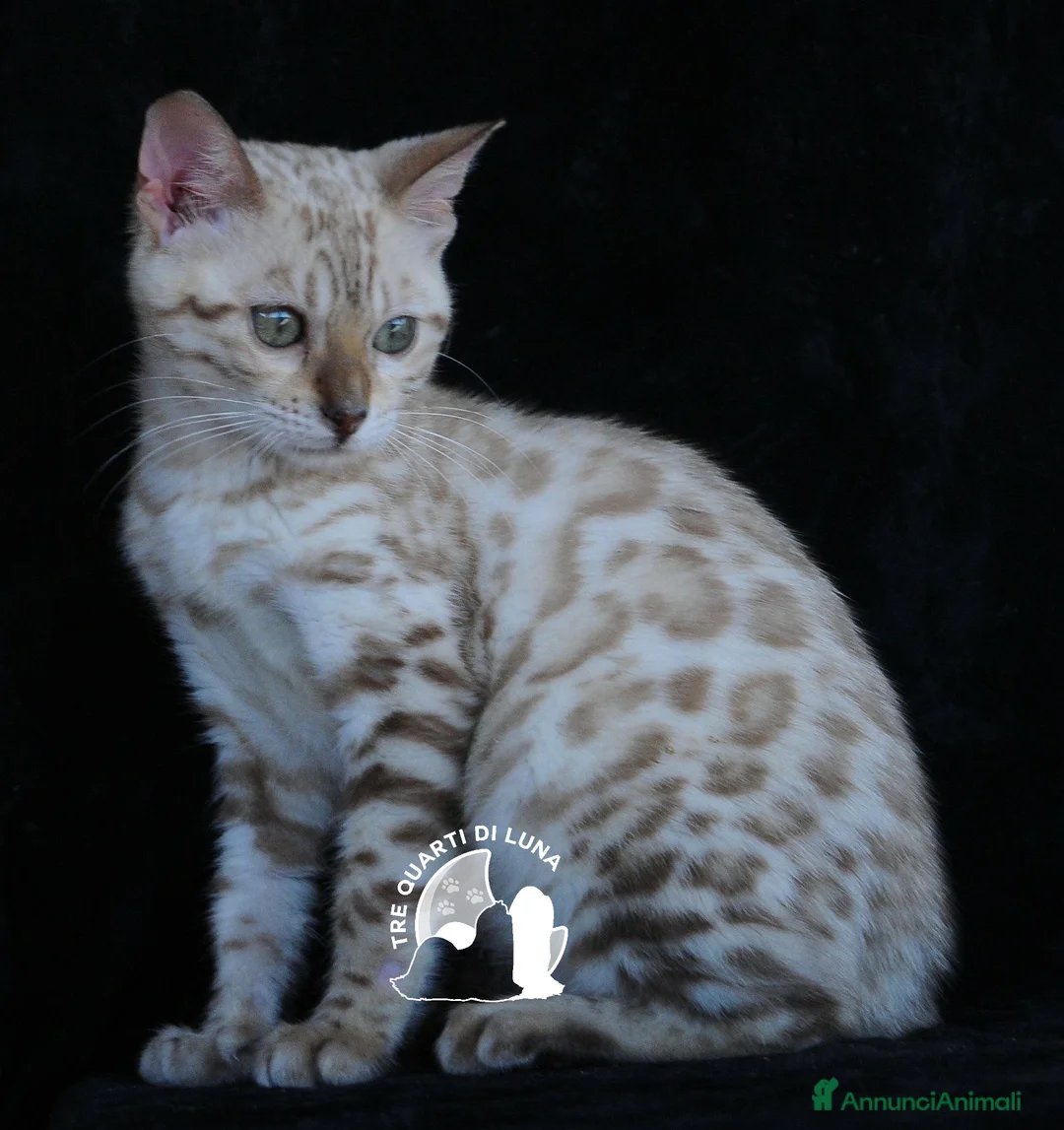 Bengala gatti in vendita: Cuccioli Bengala Piccoli Leopardi dal Cuore Dolce - Annuncio 3