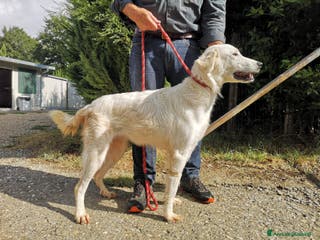 Pastore Maremmano cani Dolce principessa! a Provincia di Viterbo - Annuncio 3