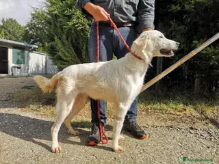 Pastore Maremmano cani Dolce principessa! a Provincia di Viterbo - Annuncio 29