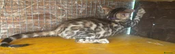 Bengala gatti in vendita: Bengal cucciola da riproduzione (Normandie) - Annuncio 3