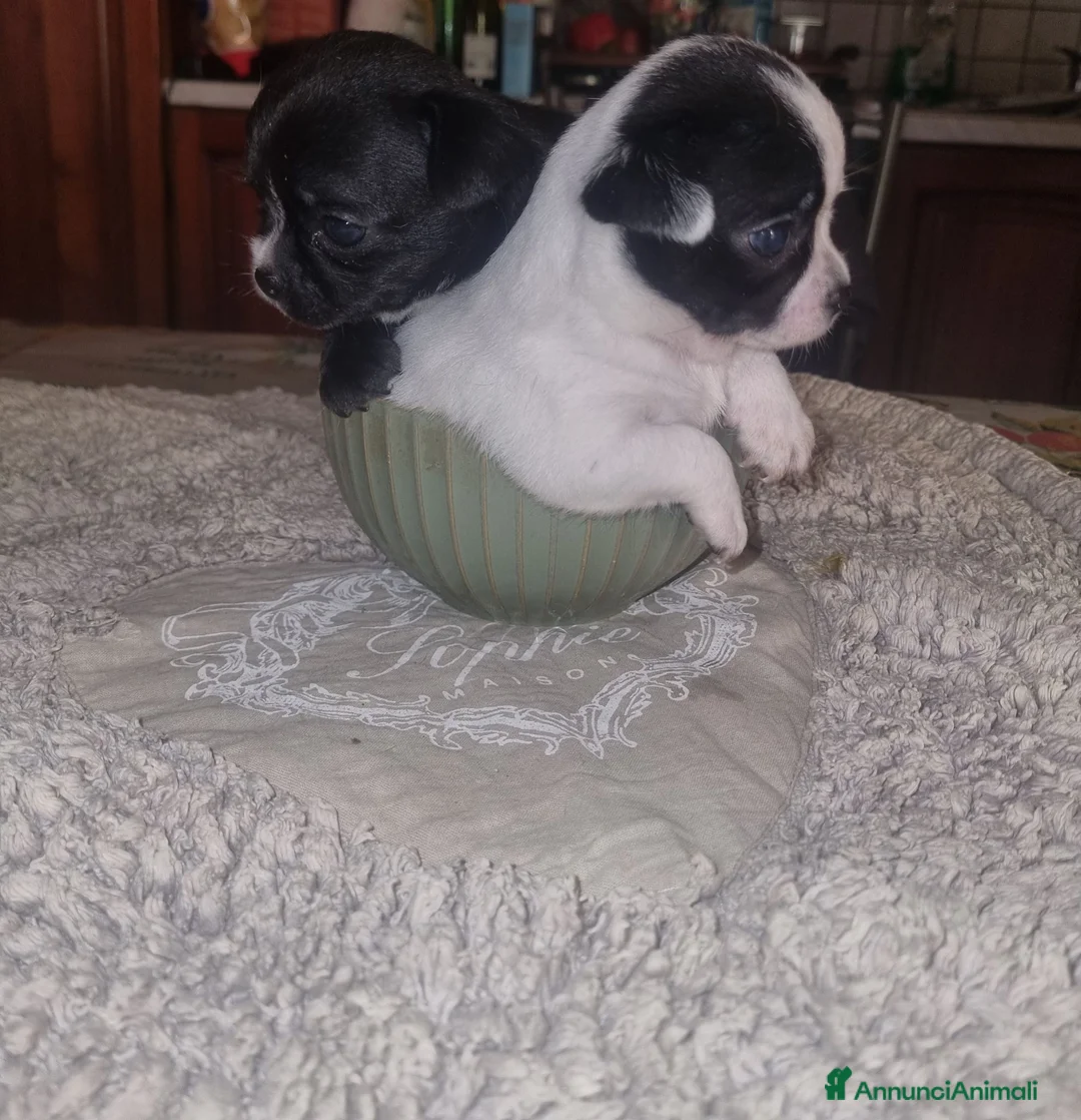 Chihuahua cani in vendita: Cuccioli di chihuahua toy  - Annuncio 7