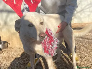 Meticcio cani LA DOLCISSIMA SUSY MERITA FAMIGLIA - Annuncio 5