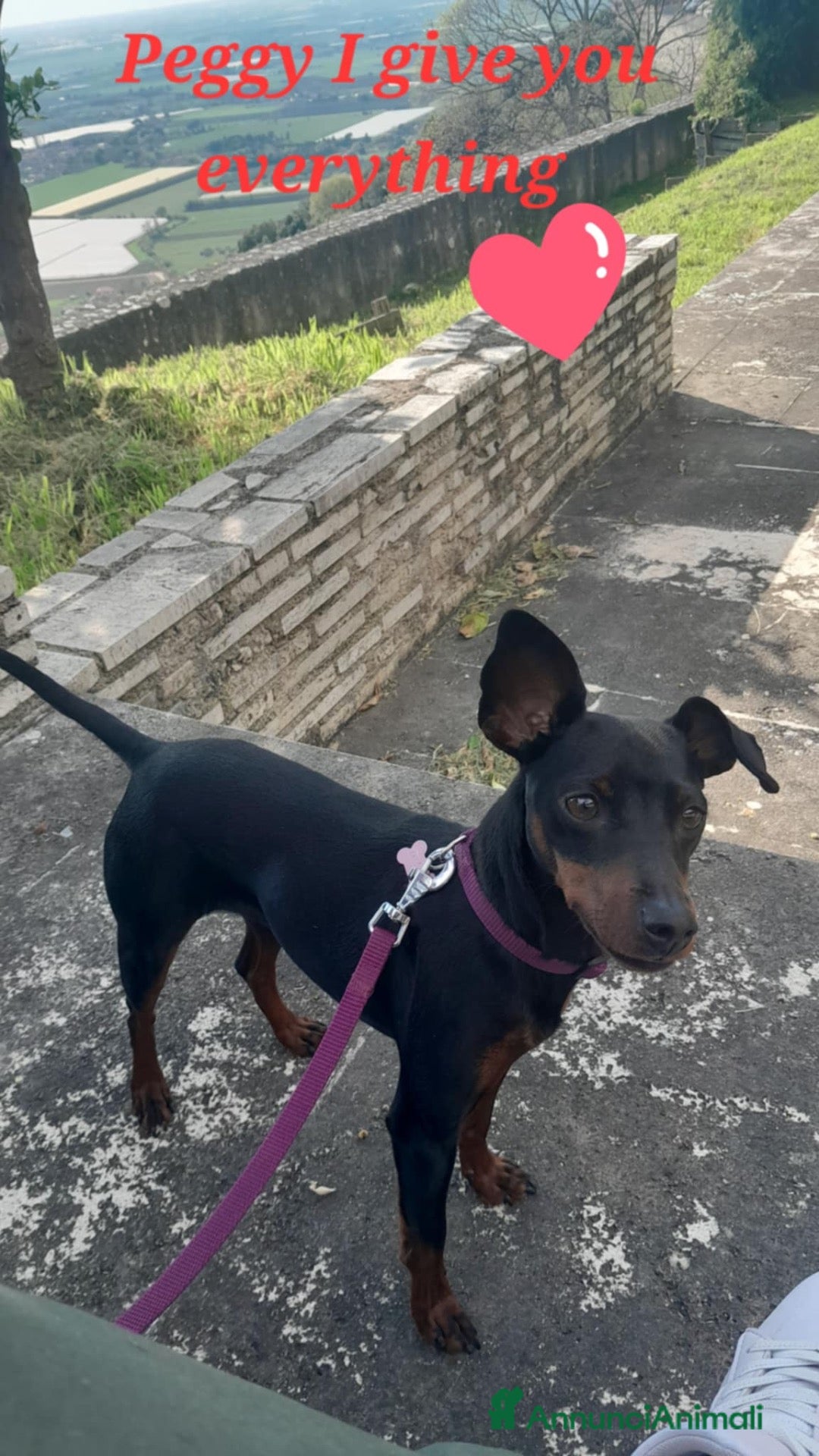 Pinscher Miniatura cani Zwergpinscher con pedigree enci - Annuncio 21