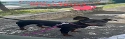 Pinscher Miniatura cani in vendita: Zwergpinscher con pedigree enci - Annuncio 1
