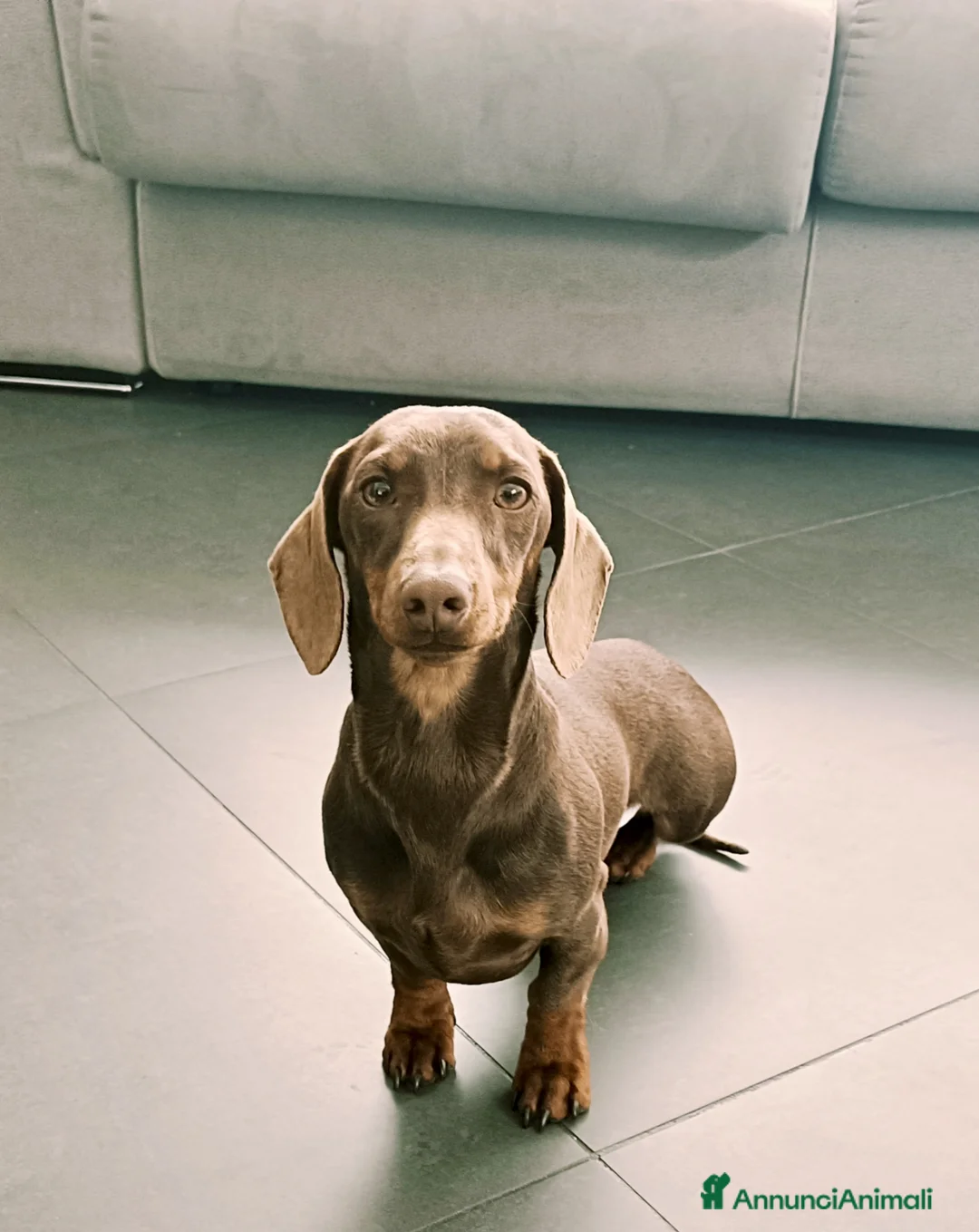 Bassotto cani per accoppiamento: Disponibile per monta a Provincia dell'Aquila - Annuncio 1