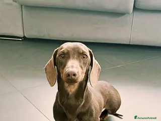 Bassotto cani Disponibile per monta - Annuncio 1