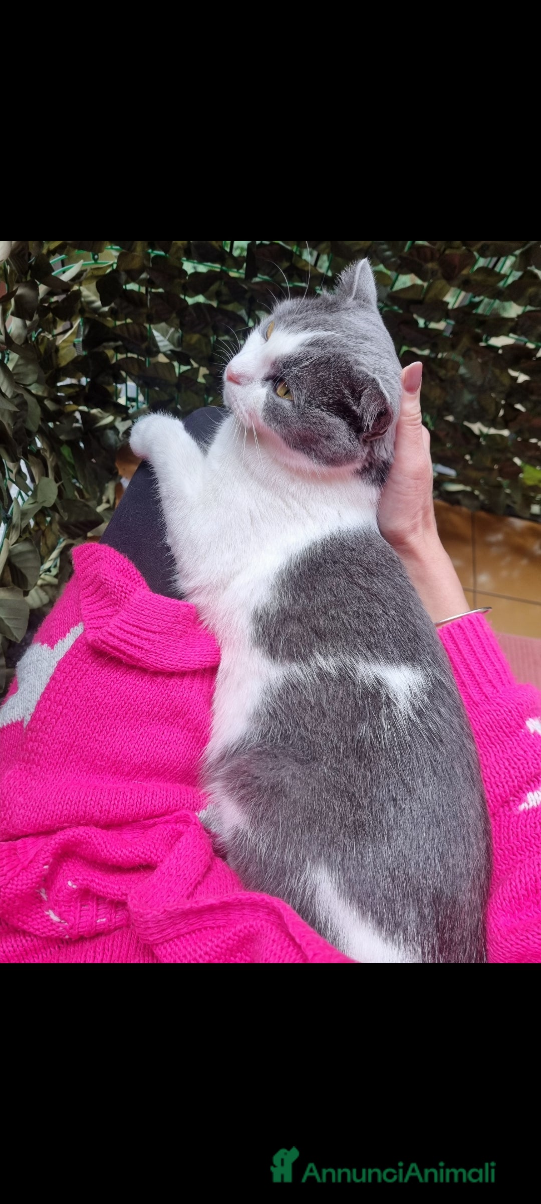 Scottish gatti per accoppiamento: Mia cerca fidanzato a Città metropolitana di Milano - Immagine 4