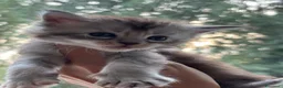 Maine Coon gatti in vendita: Cuccioli di Maine Coon - Annuncio 6
