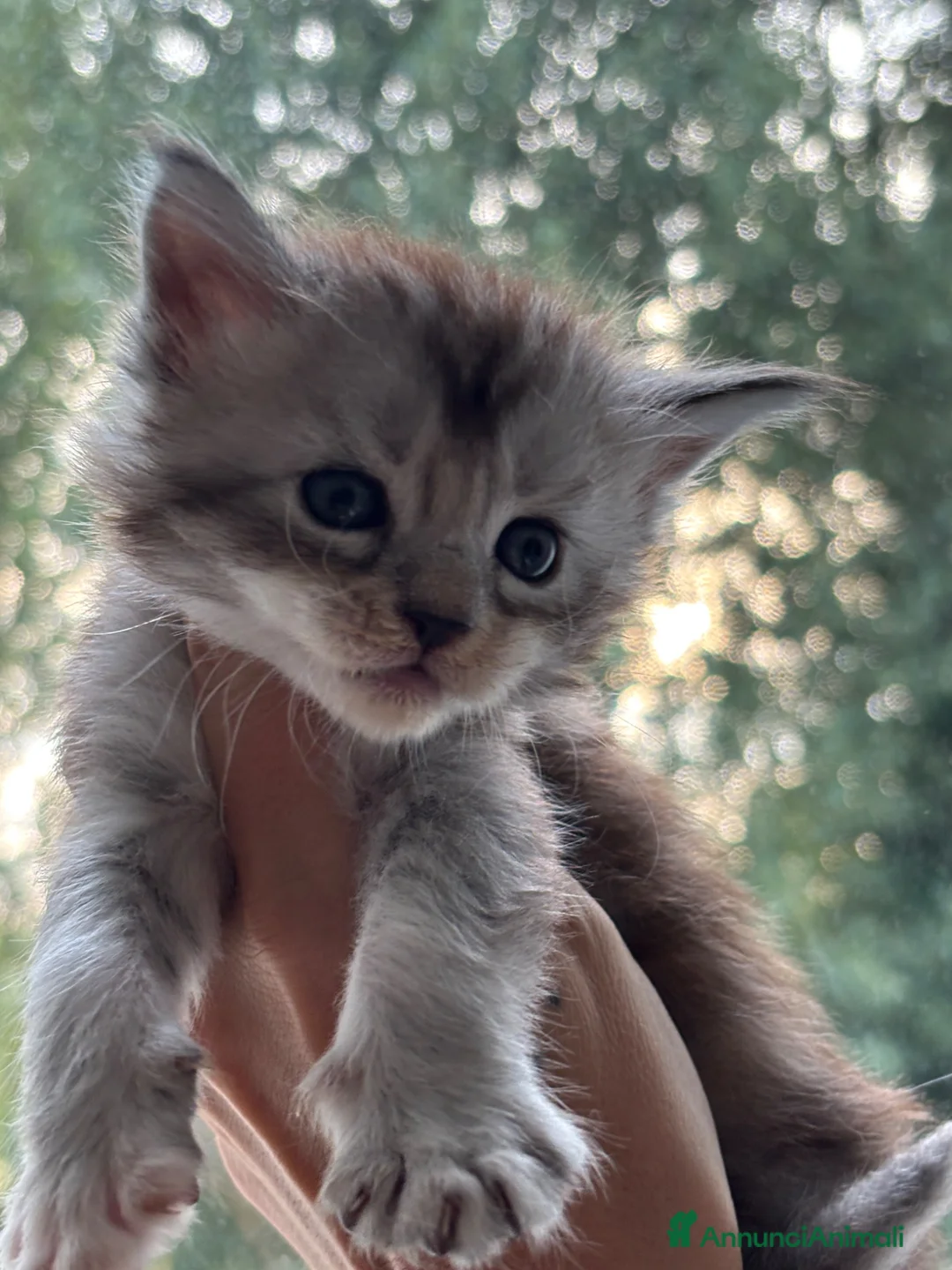 Maine Coon gatti in vendita: Cuccioli di Maine Coon - Annuncio 6