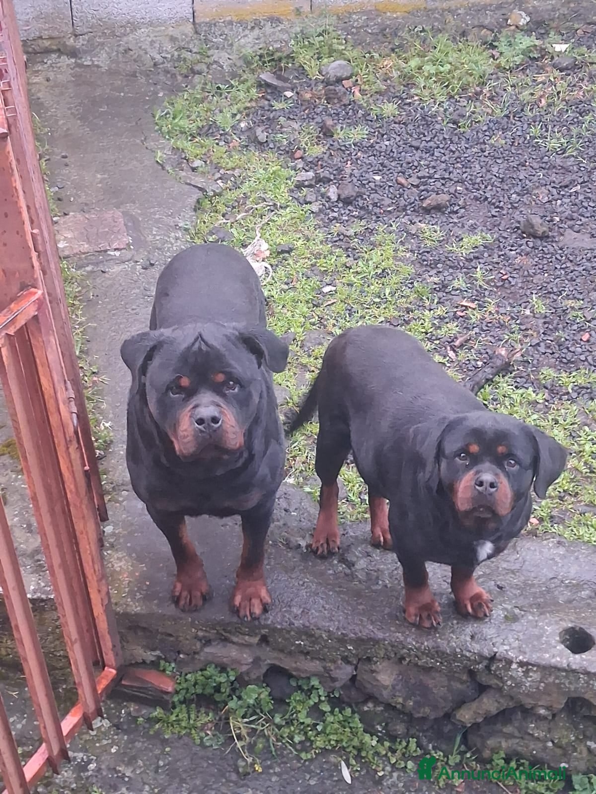 Rottweiler cani Cuccioli di rottweiler  - Annuncio 1