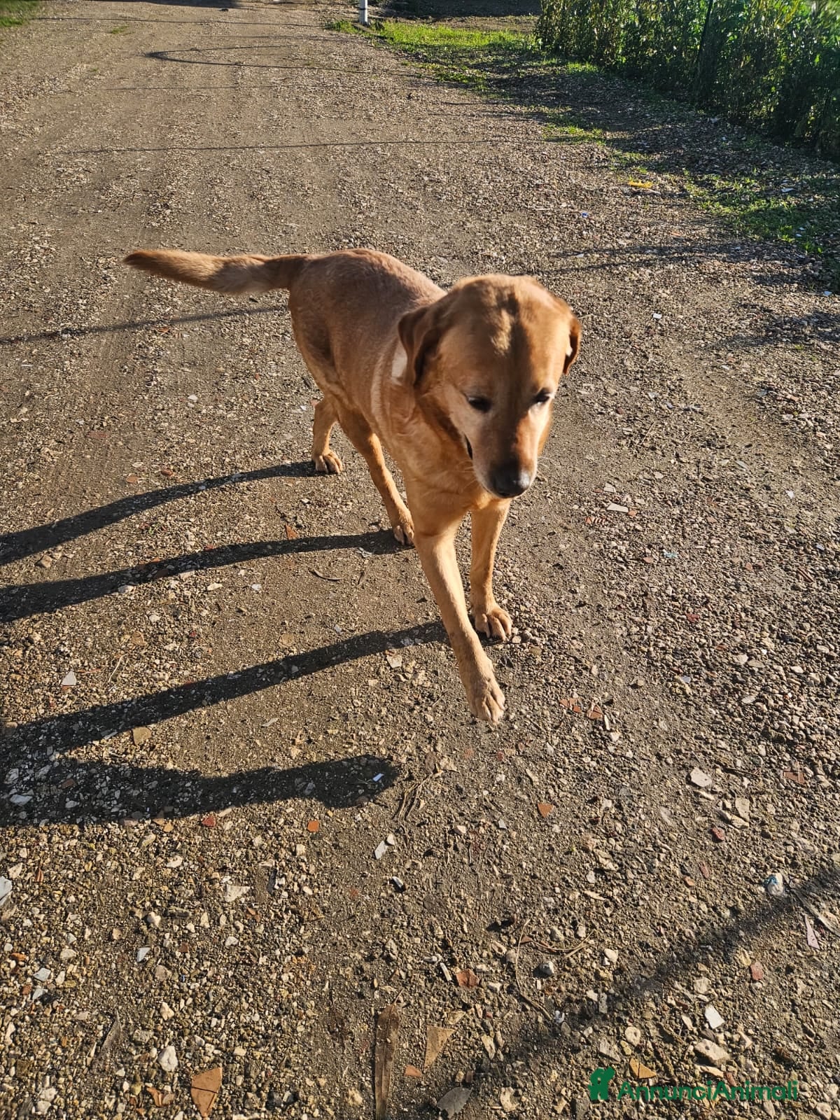 Labrador cani Paco: labrador retriever dolcissimo con tutti  - Annuncio 2