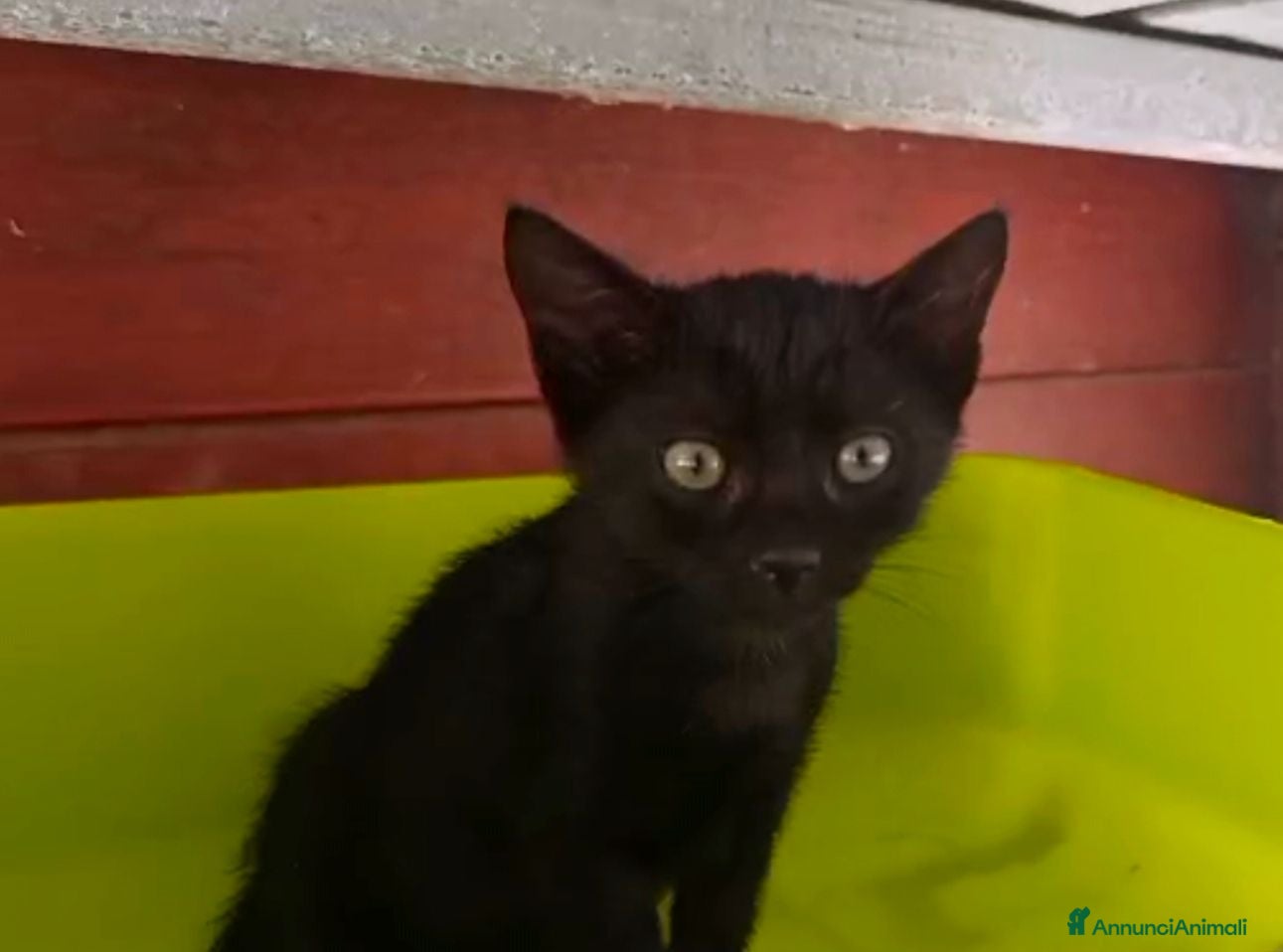 Meticcio gatti Piccola Pretty  - Annuncio 3