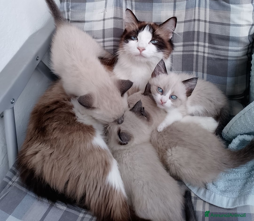 Siamese gatti in vendita: Splendidi gattini cuccioli di siamese e snowshoe  a Città Metropolitana di Torino - Immagine 4