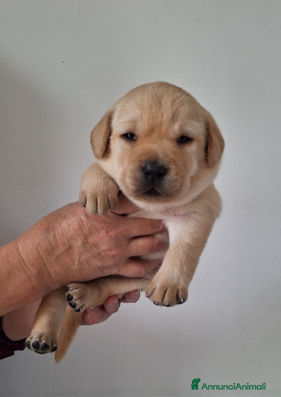 Labrador cani in vendita: cuccioli labrador provincia di Grosseto  - Annuncio 3