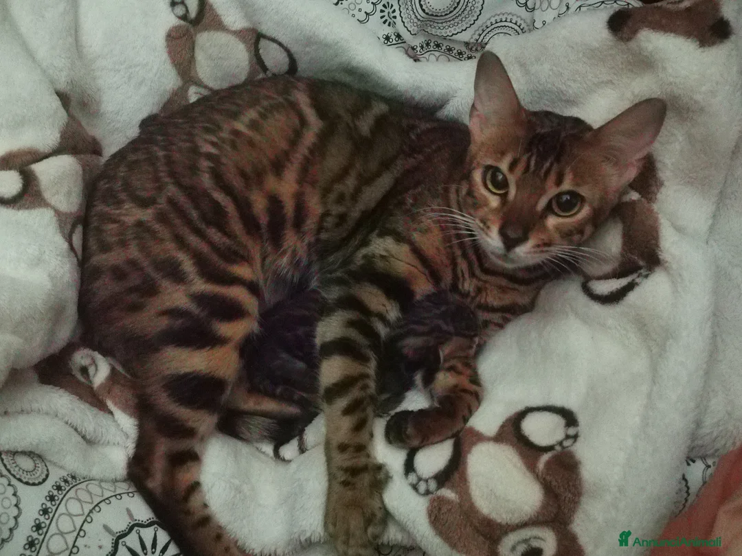 Bengala gatti in vendita: Meravigliosi Gattini Bengala - Annuncio 2