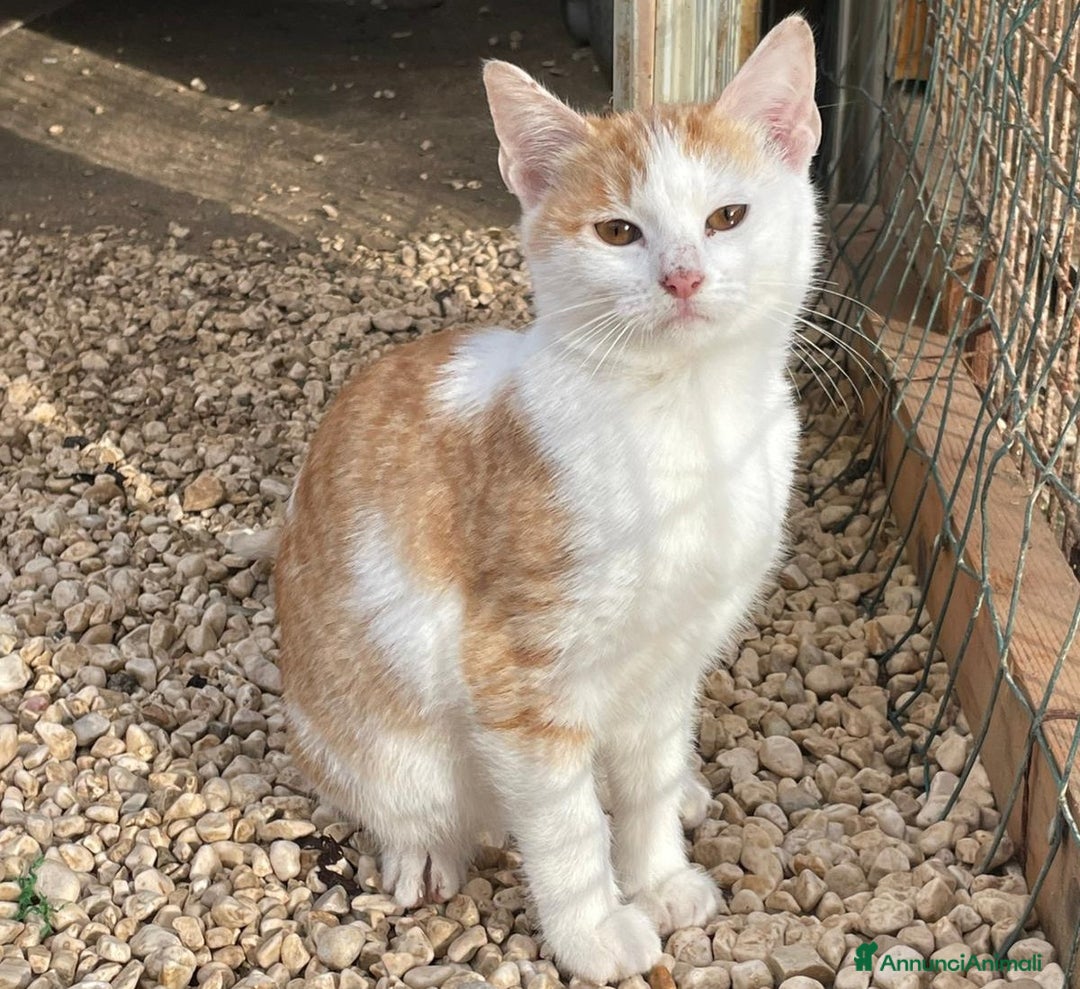 Meticcio gatti in regalo: DUE TENERI GATTINI  - Annuncio 2