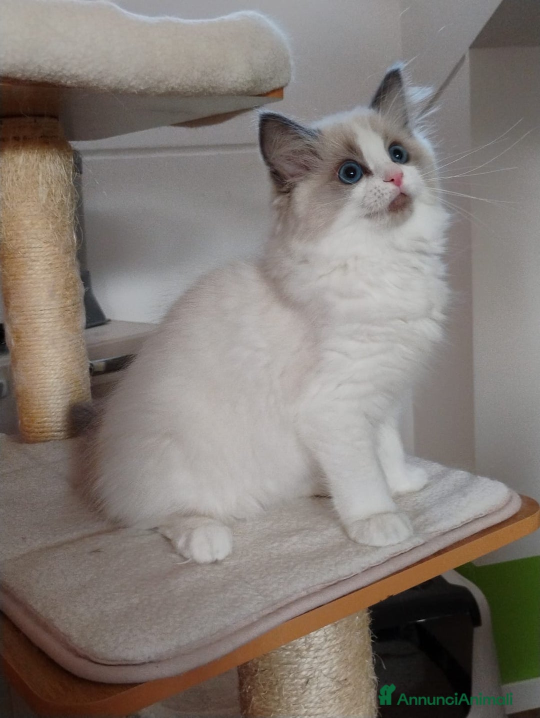 Ragdoll gatti in vendita: RAGDOLL cuccioli  - Annuncio 4