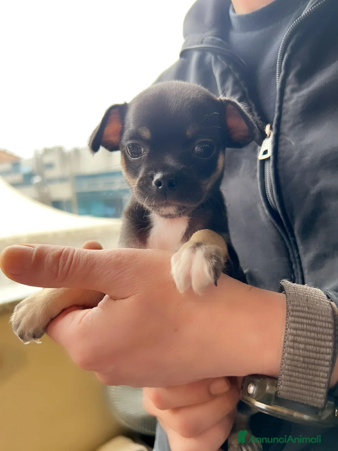 Chihuahua cani in vendita: Mini chihuahua  - Annuncio 3