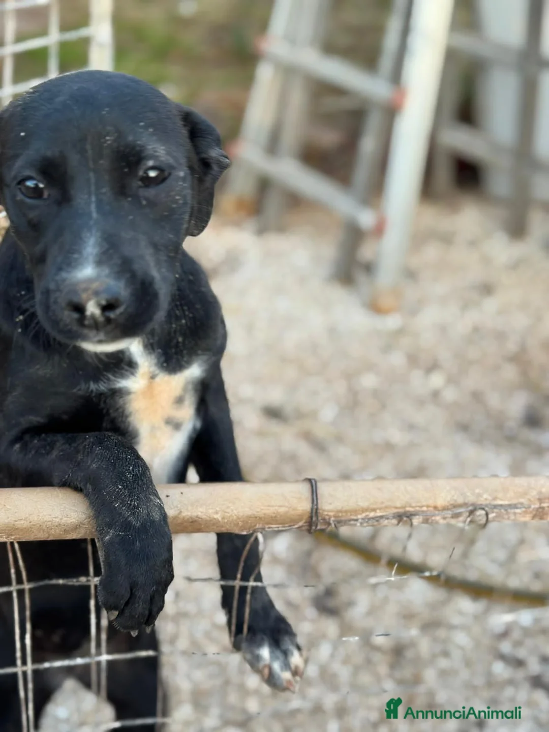 Altre razze cani in regalo: lady  - Annuncio 5