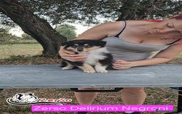 Collie cani in vendita: Collie pastore scozzese  a Provincia di Viterbo - Immagine 8