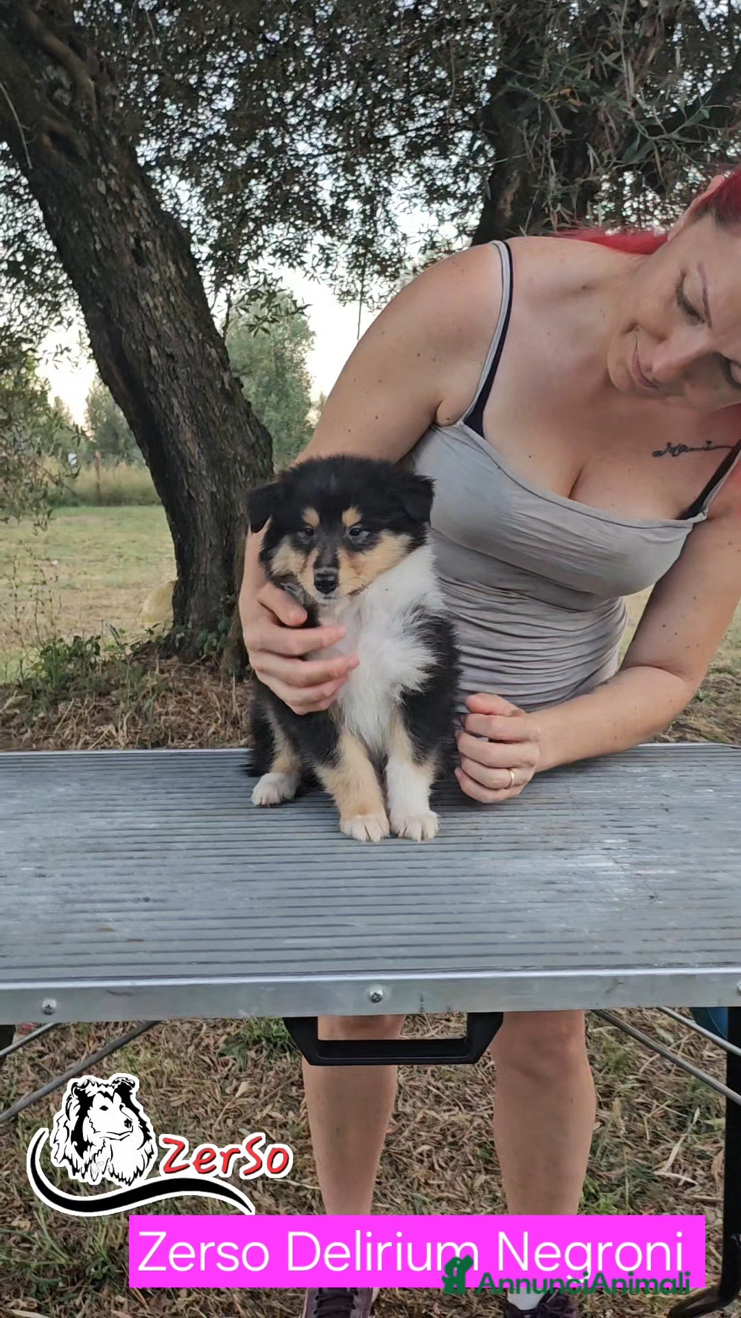 Collie cani in vendita: Collie pastore scozzese  a Provincia di Viterbo - Immagine 8
